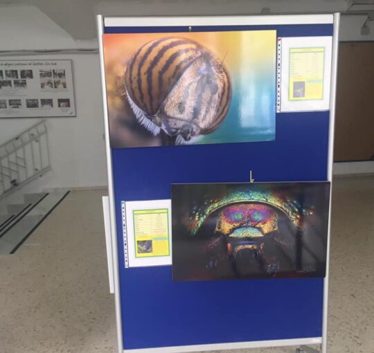 EXPOSICIÓN "BELLEZA IMPERCEPTIBLE"